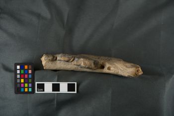 Media type: image;   Vertebrate Paleontology VPM-8862 Description: Photograph of a cast mandible in occlusal view of MCZ VPM-8862, Aelurodon haydeni.;  Aspect: occlusal